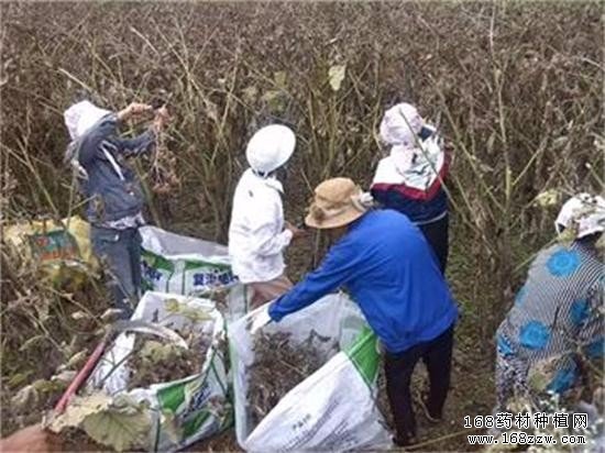 2016年牛蒡子价格行情:牛蒡子价格涨幅已达70%