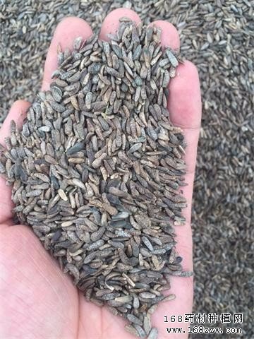 2016年牛蒡子价格行情:牛蒡子价格涨幅已达70%
