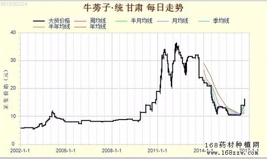 2016年牛蒡子价格行情:牛蒡子价格涨幅已达70%