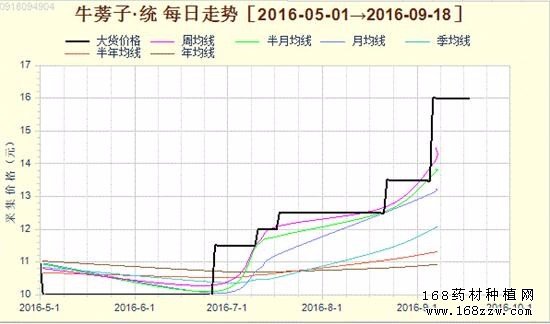 2016年牛蒡子价格行情:牛蒡子价格涨幅已达70%