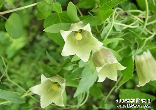 怎样种党参:党参种植技术要点