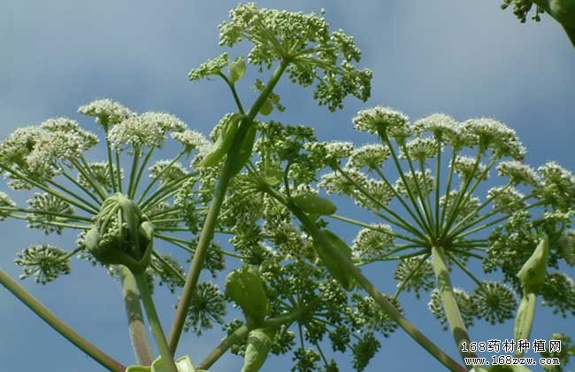 今年秋冬季种植什么中药材好?