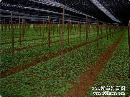 怎样种植三七 三七育苗技术要点