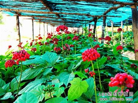 怎样繁育人参种苗 人参种子繁殖技术