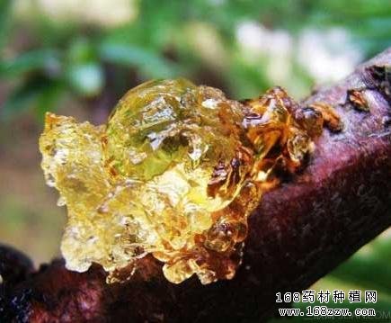 桃胶有什么功效和作用?