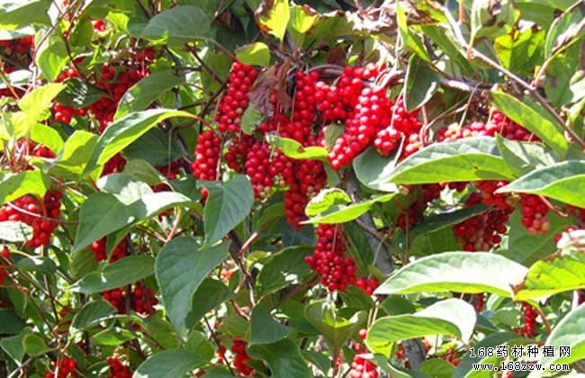 种植五味子怎样施肥