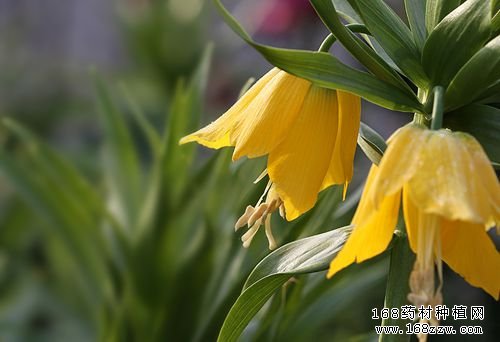 怎样种贝母?皖贝母种植技术要点