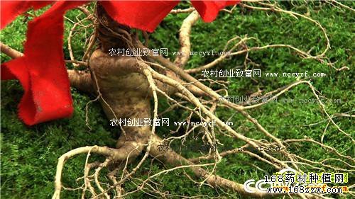 赚钱就要找到它:辽宁桓仁张坤种人参卖鲜人参创业致富
