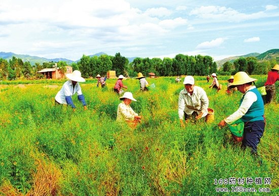 中药材产业将迎新机遇 种植中药材前景好