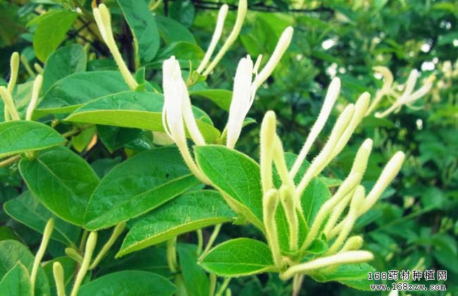 如何防治金银花褐斑病