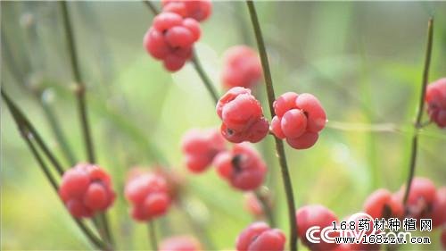 固沙致富榜上有“麻黄”