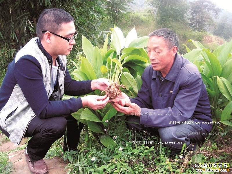 中药材郁金种植前景及郁金种植技术要点