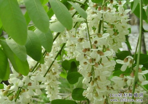 中药材槐米的功效作用及槐米种植技术要点