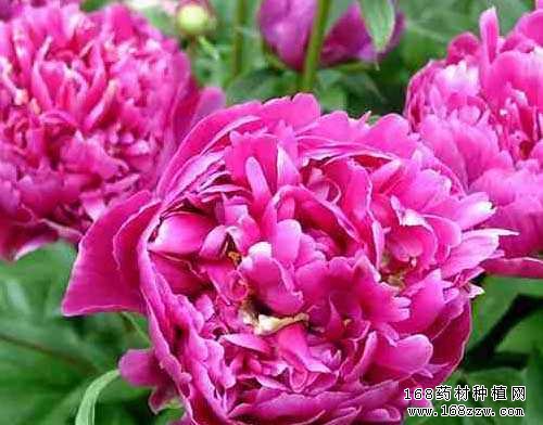 2016年赤芍价格行情分析