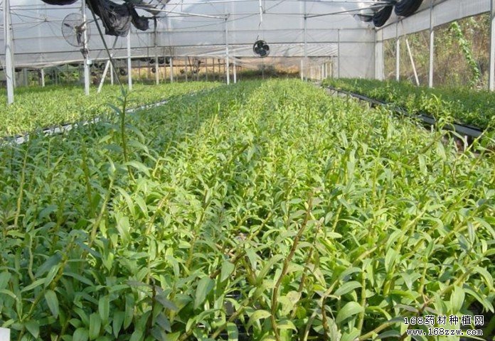 怎样种植中药材更赚钱 未来中药材种植前景如何?