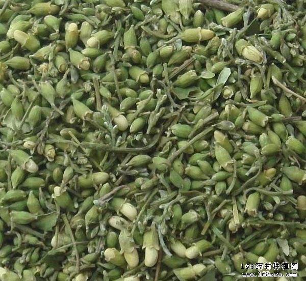 中药材槐米的功效作用及槐米种植技术要点