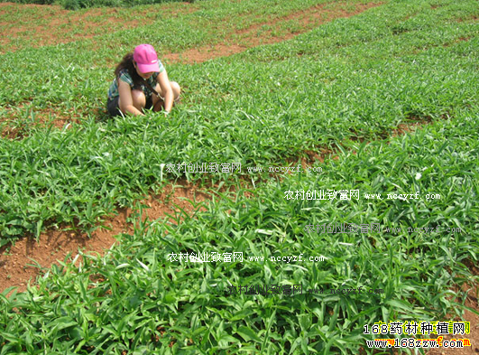 河南息县90后大学生孙国栋种植半夏亩纯收益3000元