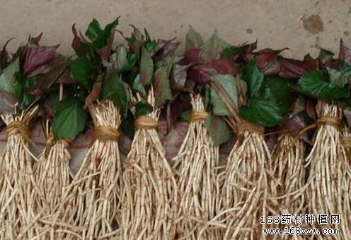 鱼腥草有什么功效,怎样吃鱼腥草?