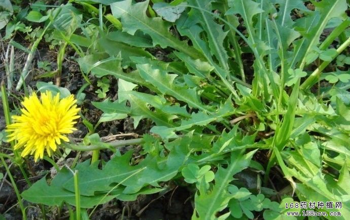 蒲公英怎么种植?蒲公英种植技术要点
