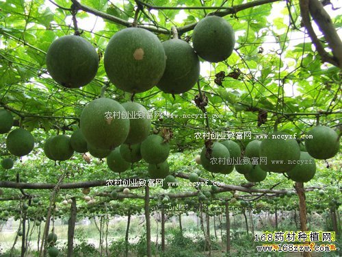 安徽长丰县邓宗才种植瓜蒌每亩效益6000元