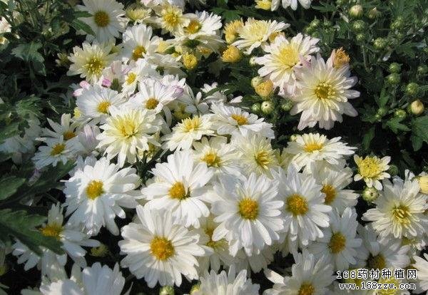 浙江适合种植什么中药材-杭白菊图片