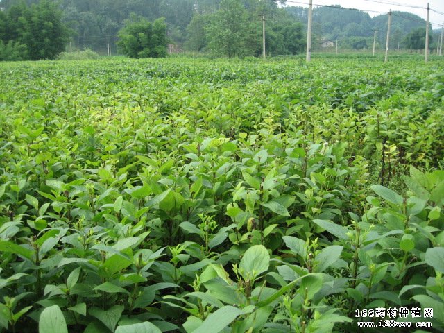 浙江适合种植什么中药材-浙玄参图片
