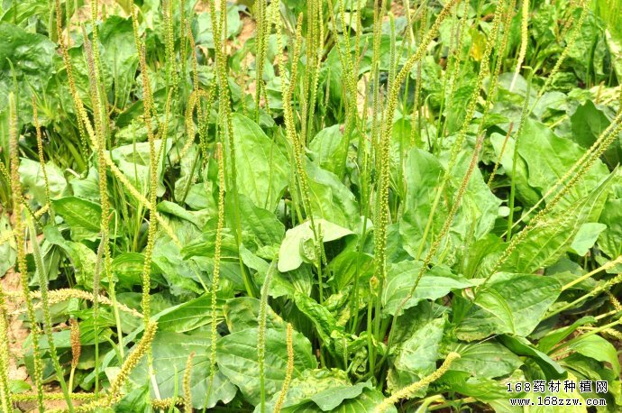秋季适合种植三种中药材:板蓝根、荆芥、车前子