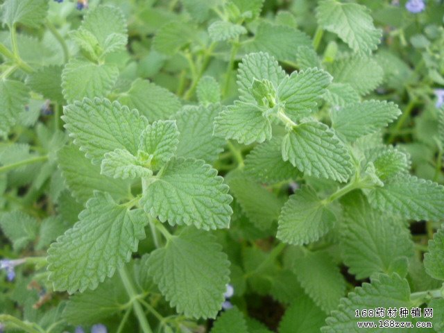 秋季适合种植三种中药材:板蓝根、荆芥、车前子