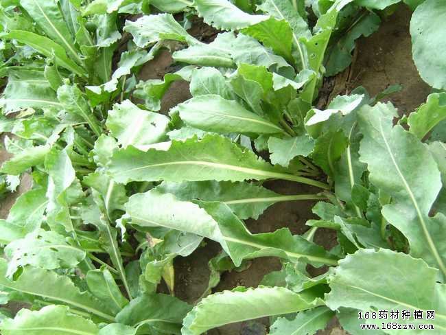秋季适合种植三种中药材:板蓝根、荆芥、车前子