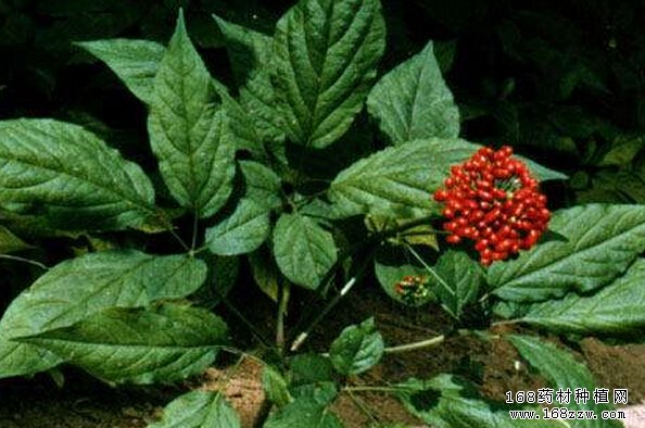 怎样种植人参:人参的种植管理方法