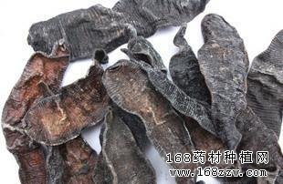 水蛭增重多 如何辨别水蛭真假