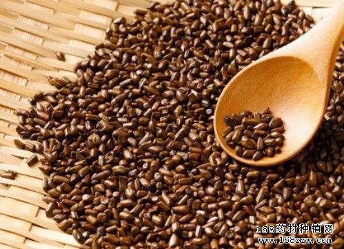决明子功效作用及决明子价格行情走势分析