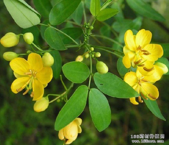 决明子功效作用及决明子价格行情走势分析