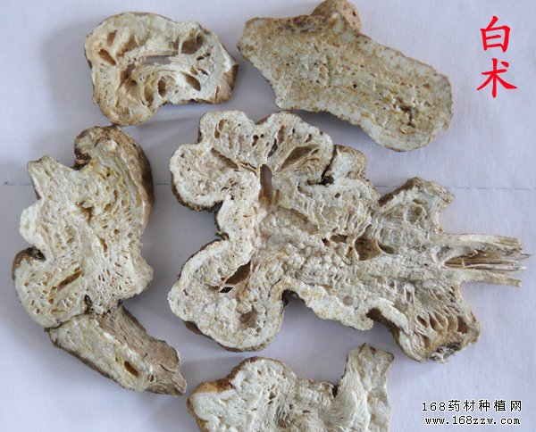 种植白术赚钱吗:白术价格及改良白术种植前景分析