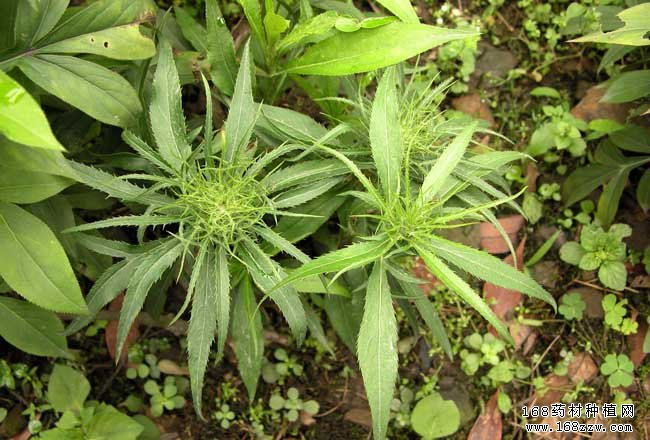 种植白术赚钱吗:白术价格及改良白术种植前景分析