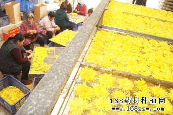 山东阳谷县阎楼镇:种植金丝皇菊成农民致富好项目