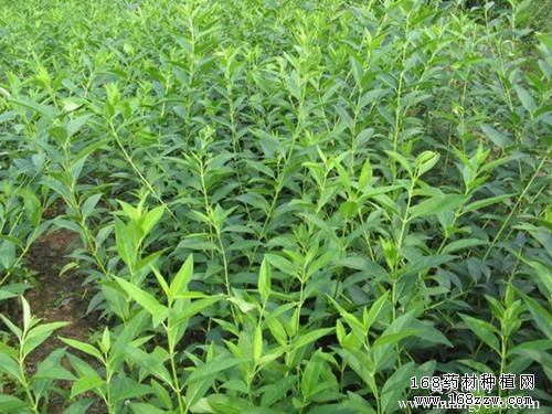 最新连翘苗价格行情:连翘苗价格下跌但前景看好