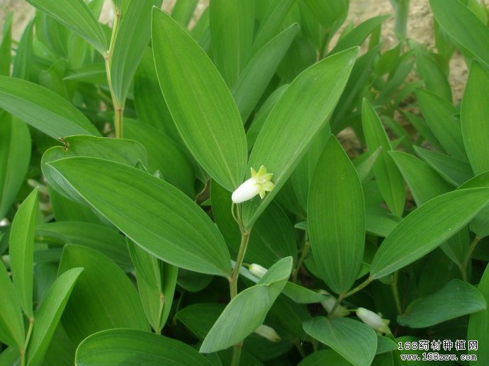 玉竹种植及田间管理技术要点