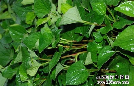 鱼腥草的功效和作用有哪些?