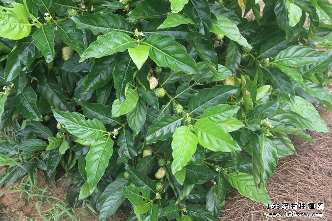 巴戟天种植技术视频