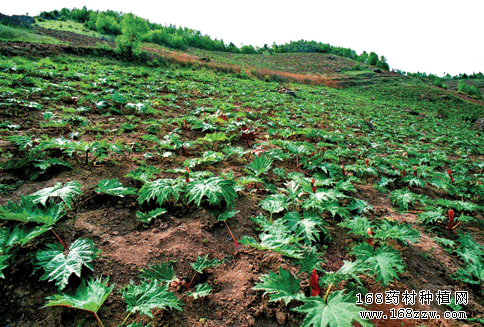冬季种植中药材的几个注意事项