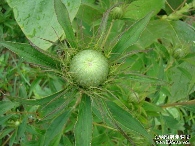白术适合哪里种植 白术种植技术要点