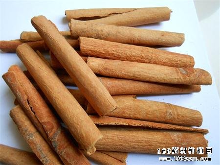 桂皮的功效及桂皮价格行情预测