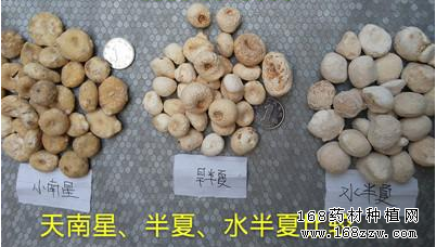 旱半夏和水半夏有什么区别?