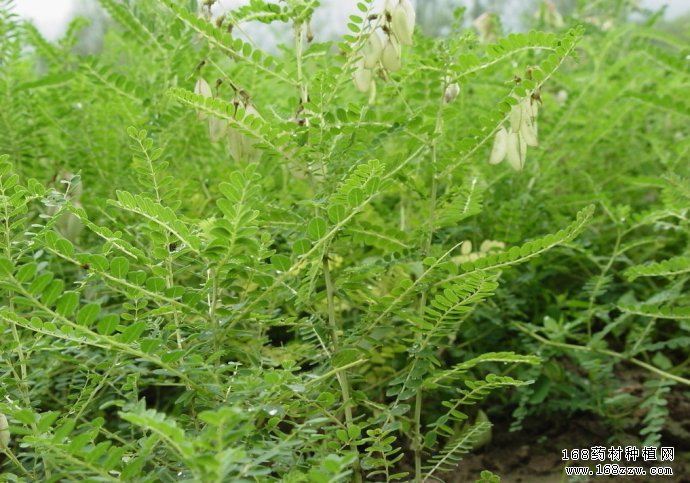 2017年种植什么中药材最赚钱-黄芪种植