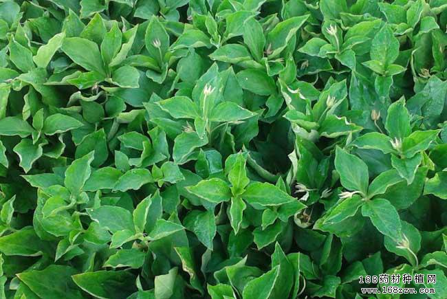 中药材太子参种植技术要点