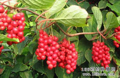 怎样种植五味子?五味子种植技术详解