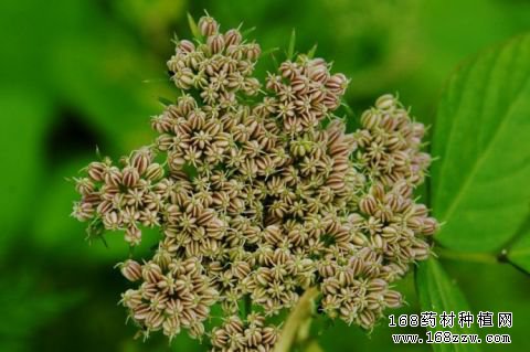 2017年蛇床子价格行情走势预测