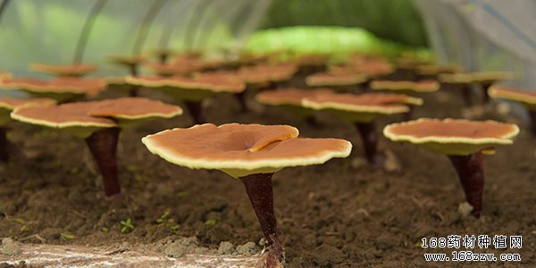 种灵芝赚钱吗?种植1亩灵芝成本和效益分析