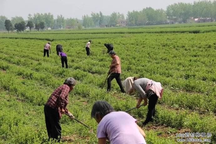 2017年怎样种植中药材才能多赚钱
